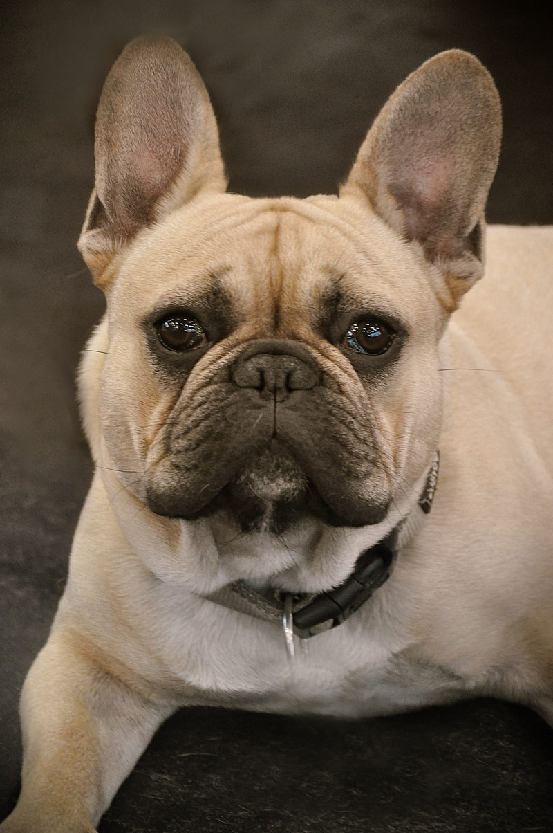 one animal, friendly, brown, bulldog, quadruped, race, dog portrait, 4K, portrait, french bulldog, adult, no people, friendship, ear, nature, focus on foreground