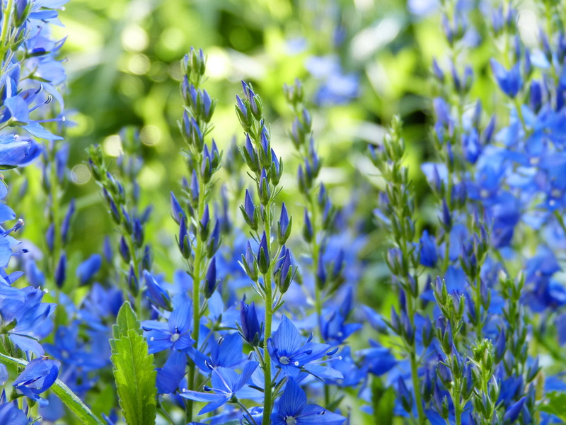 fragility, garden, nature conservation, purple, springtime, outdoors, bees, sunlight, vulnerability, essential oils, tranquility, freshness, blue, nature