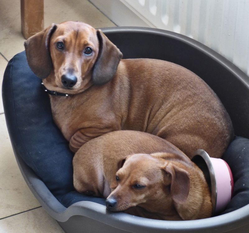 one animal, dachound, breed, domestic, pets, mammal, looking, brown, domestic animals, devoted, animal head, clever, relaxation, 2K, domesticated, affectionate