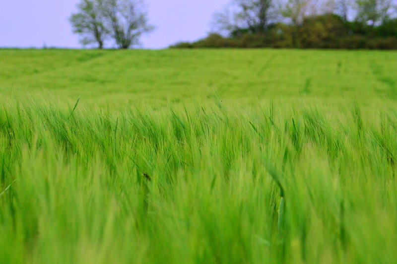 wind, green color, rural areas, grain, nature, meadow, cereal plant, selective focus, landscape, plant, grass, sowing, rural scene, springtime, barley