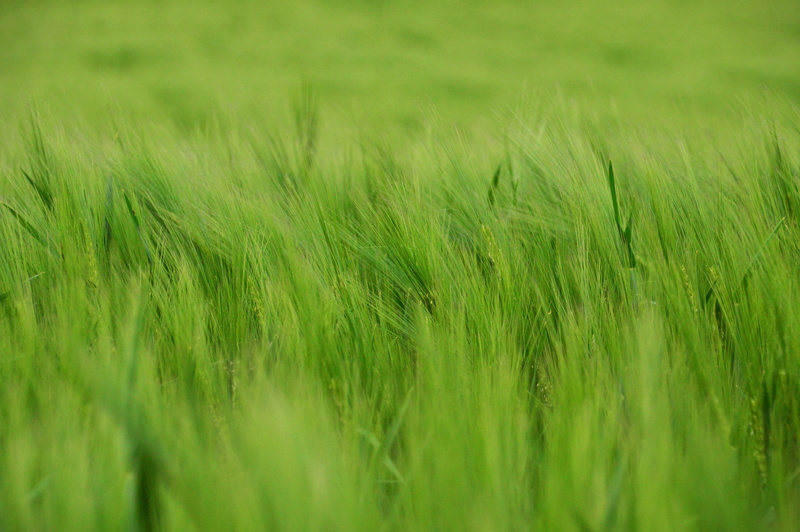 wheat, by chaitanya k, no people, cereals, backgrounds, barley, landscape, food and drink, lawn, land, earth, lush, beauty in nature, other cannabinoids
