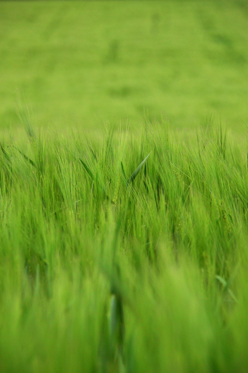 backgrounds, environment, landscape, plant, cultural plants, crop, field, sowing, lush, by chaitanya k, earth, other cannabinoids, cereal plant, beauty in nature