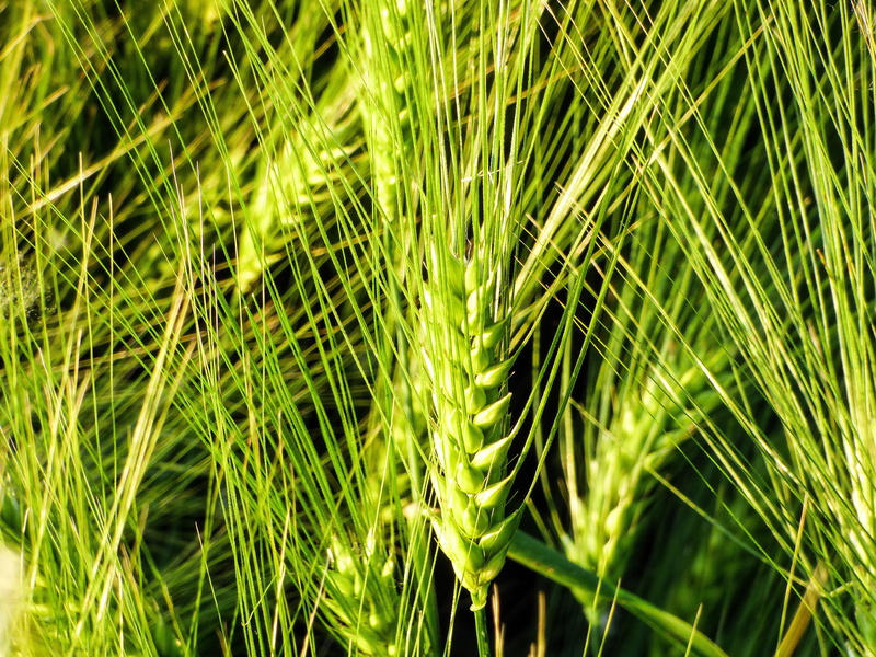cereal crop, yellow-green wheat, Grain, cultural plants, Ear, outdoors, full frame, backgrounds, crop, wheat ear, grass, hungary, landscape, close-up, green color