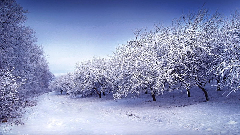 trees, 3d and abstract, snow, snows, beauty, breezing, path, cool, white, snowy, 1080P