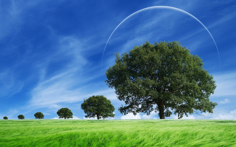 breeze, sunny, nature and landscape, 1080P