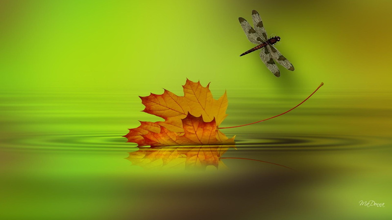 leafage, mapl, red, bright, herbage, leaf, color, floating, autumn, river, lake, white, reflect, yellow, maple, breeze, 1080P, leafe, black, verdure, dragonfly
