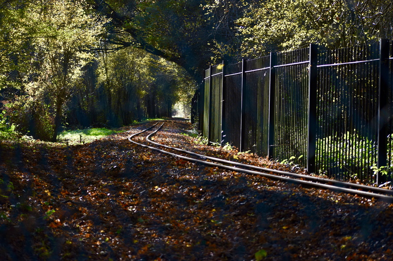change, train, the way forward, land, public transportation, ruislip, trees, train tracks, 5K, outdoors, tree, sunlight, nature, mode of transportation