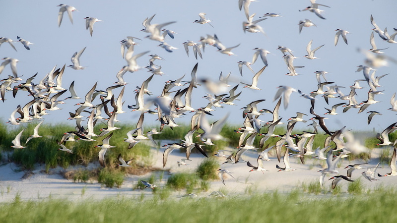 Skimmers, Summer, Lido Beach, Birds, 1080P, Nature, Flight