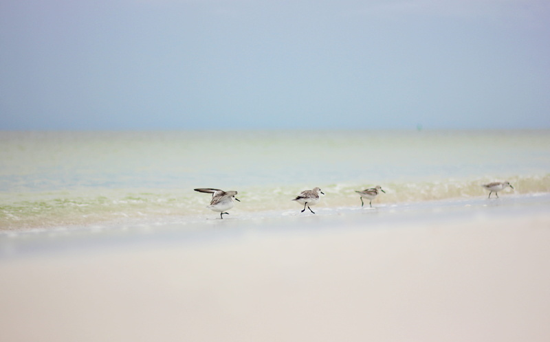 vertebrate, sky, seascape, scenics - nature, clear sky, animal wildlife, florida, nature, travel, day, united states, land, copy space, flock of birds