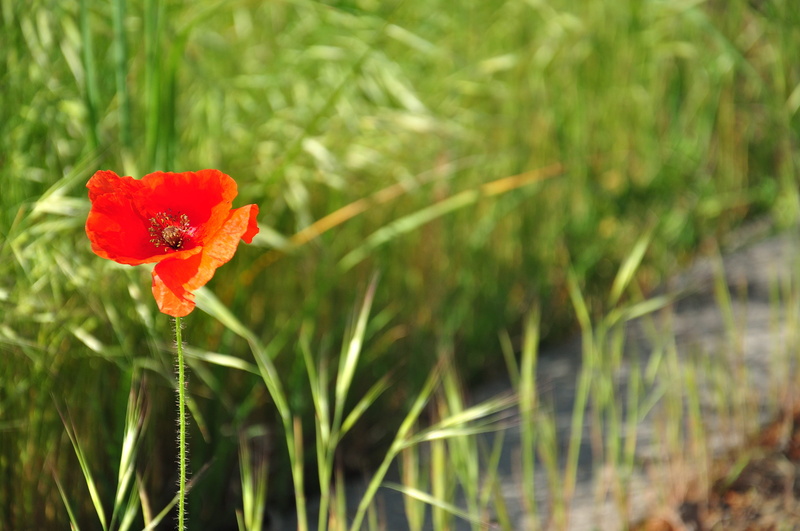 springtime, growth, red, poppy, freshness, nature, flowering plant, vulnerability, outdoors, inflorescence, day, petal, flower head, lido di jesolo, 4K