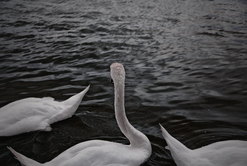zoology, animals in the wild, vertebrate, freshwater bird, water bird, london, beak, animal neck, day, swimming, animal, swan, ruislip, beauty in nature