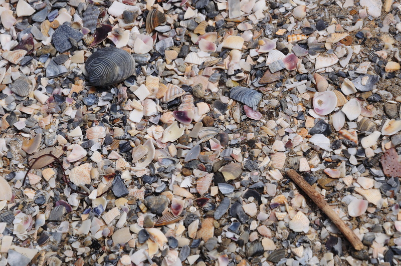 large group of objects, animal shell, pebble, solid, rock, shell, italy, change, gravel, leaf, beauty in nature, seashell, stone - object, day, outdoors