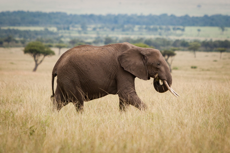 savannah, animal, animals In The Wild, africa, mammal, national Park, nature, kenya, gray, safari Animals, wildlife, Elephant, african Elephant, nom, field