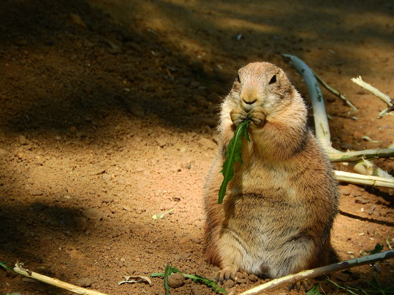 om-nom-nom, vertebrate, black-tailed prairie dog, nature, land, rodents, rodent, no people, primate, portrait, mammal, cynomys ludovicianus, outdoors, day