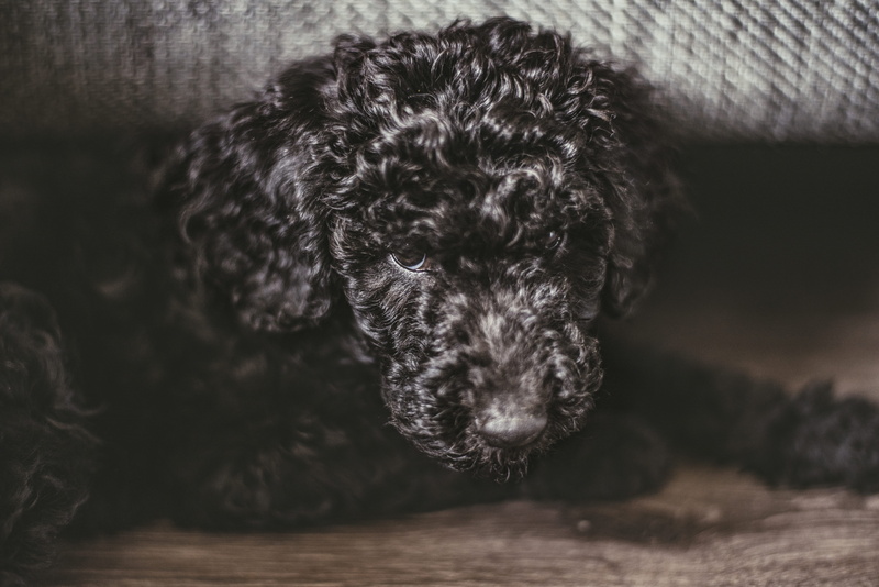 black, fluffy, puppy dog, dog, lying, domestic, curlyhair, pets, floor, portrait, canine, labradoodle, snout, spaniel, animal head, curly hair, vertebrate