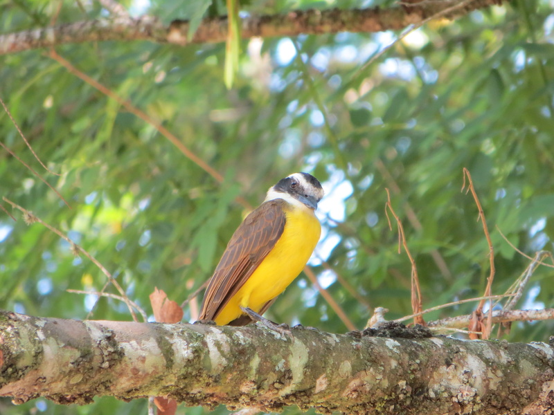 beauty in nature, brasil, one animal, animal wildlife, low angle view, no people, close-up, jardin botanico, outdoors, tree, bird, rio de janeiro, vertebrate