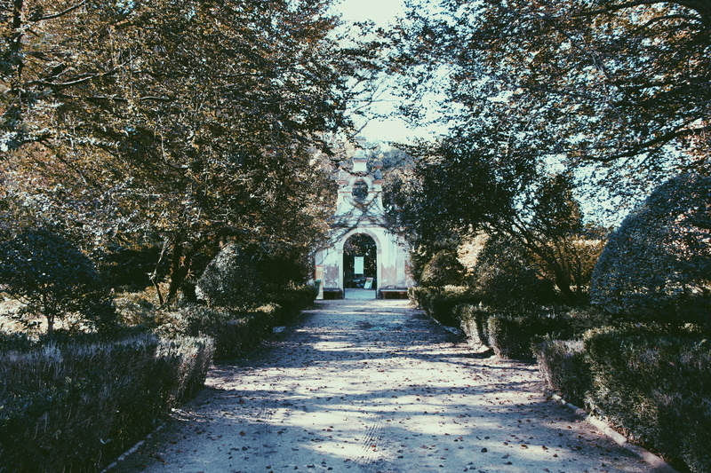 footpath, empty, coimbra, treelined, explore, growth, diminishing perspective, vanishing point, architecture, flower, 2K, path, portugal, plant, the way forward