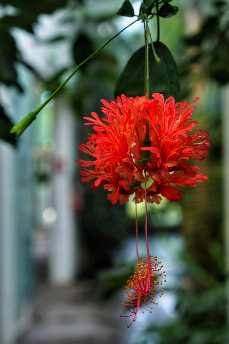 selective focus, day, beauty in nature, orange color, fragility, flower, plant, freshness, botanical, red, petal, flowering plant, orto botanico, focus on foreground