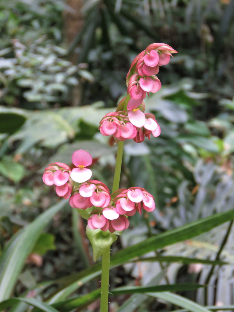 pink color, flower, outdoors, tropical flower, pink flower, nature, springtime, growth, petal, vulnerability, fragility, day, beauty in nature, inflorescence