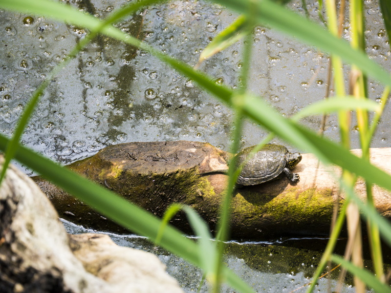 selective focus, nature, day, lake, giardino botanico litoraneo di porto caleri, plant, outdoors, one animal, 4K, small turtle, animal head, vertebrate