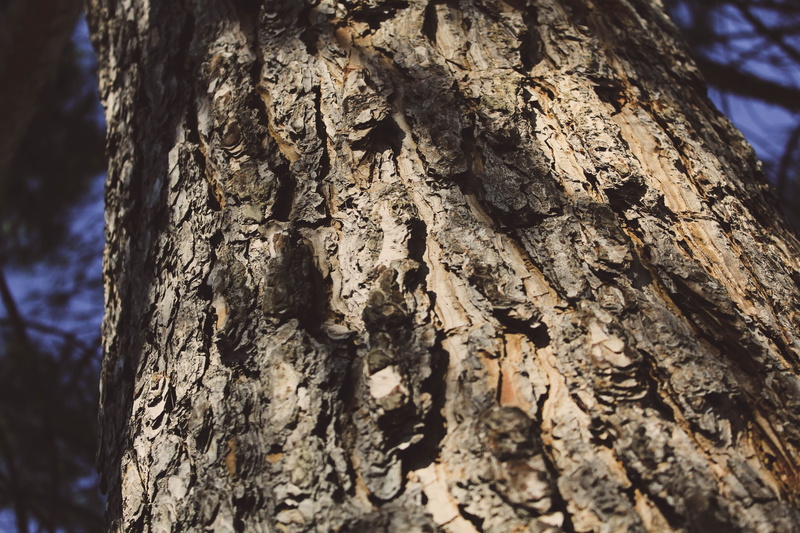 pattern, close-up, nature, italy, day, low angle view, tree, bark, textured, plant, plant bark, 5K, focus on foreground, tree trunk, trees, selective focus
