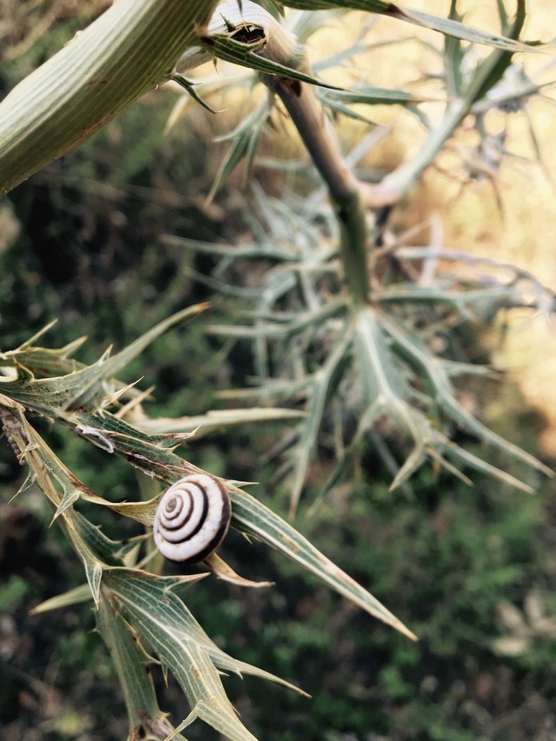 growth, animal shell, 4K, gastropod, outdoors, shell, green, one animal, animals in the wild, close-up, snail, nature, plant, bothanical, colle san magno