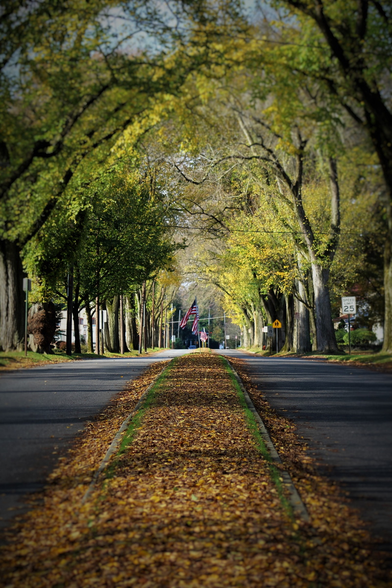 tree, surface level, transportation, day, architecture, surrounded, street, fall, paved, leaf, trees, dry leaves, park, the way forward, road, direction