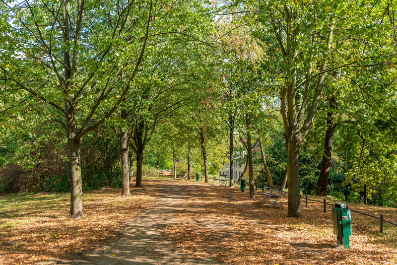 magdeburg, tranquility, park, growth, green, treelined, direction, footpath, walk, diminishing perspective, city, 8K, leaves, plant, no people, tranquil scene