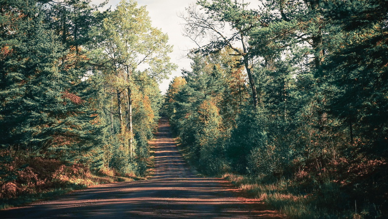 branch, single Lane Road, no People, treelined, street, tranquility, green, growth, change, direction, non-Urban Scene, long, park - Man Made Space, land