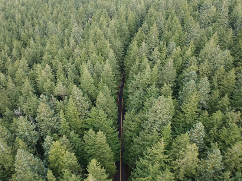 day, scenics - nature, northwest, fir tree, evergreen tree, wilderness, height, beauty in nature, foliage, river, tranquility, distance, columbia, state