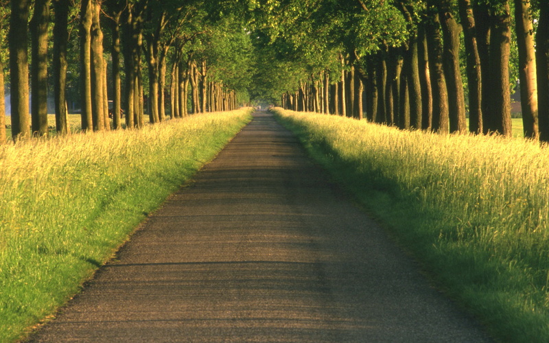field, springtime, single Lane Road, yellow, lane, sun, meadow, country Road, treelined, rural Scene, landscapes, beauty In Nature, long, light - Natural Phenomenon