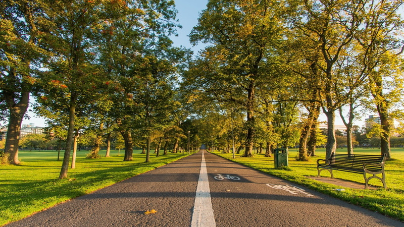autumn, growth, bench, tranquil scene, sidewalk, treelined, change, park, tree, no people, walkway, footway, the way forward, 1080P, beauty in nature