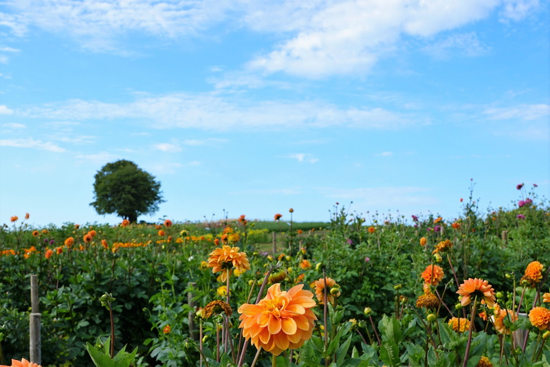 canton, dahlia, forest, spa, landscape, flower, cereals, green, plant, zollikon, no people, fragility, south, grass, alpine, honey, bloom, horizon, tranquility