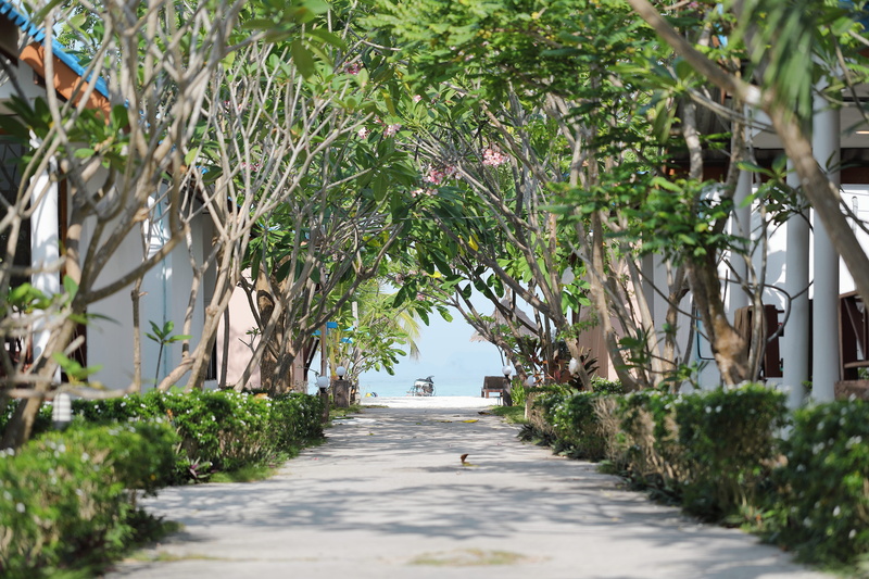 day, 5K, growth, long, vanishing point, patio, alley, footpath, plant, koh lipe, diminishing perspective, park, beauty in nature, tree, beach, the way forward