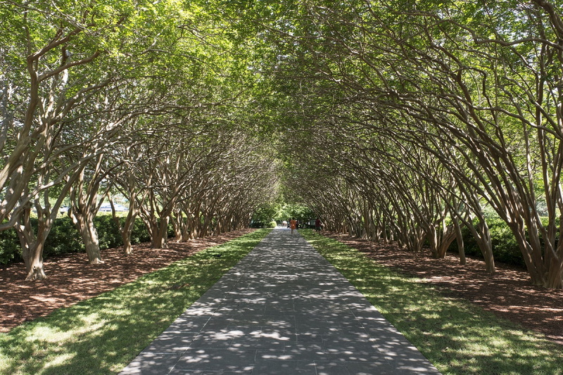 road, tree, path, nature, bunch, 1080P, pathway, incidental people, tree canopy, park, the way forward, transportation, park - man made space, route, beauty in nature