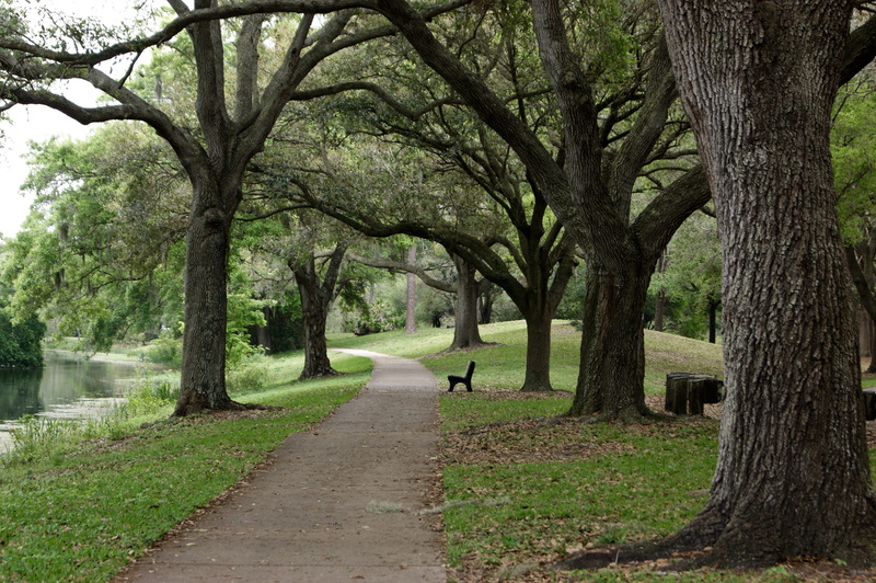 central Park, 4K, transportation, diminishing perspective, day, growth, branch, Grass, vanishing point, single lane road, the way forward, tree, tree trunk