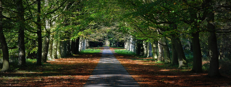 footpath, green color, the way forward, way, architecture, no people, growth, plant, photo, tree canopy, forest, nature, autumn, treelined, pathway, vanishing point