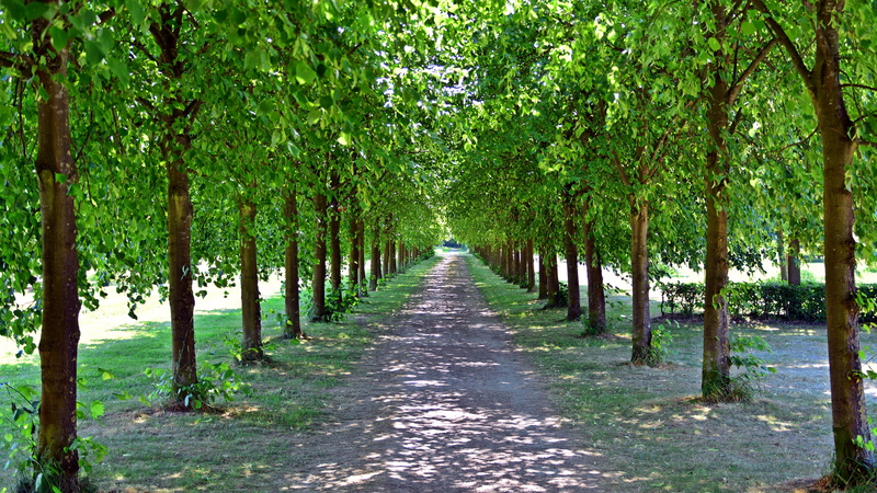no people, bamboo - plant, in a row, treelined, tree, direction, avenue, tree lined avenue, trees, away, tranquility, tree canopy, vanishing point, land