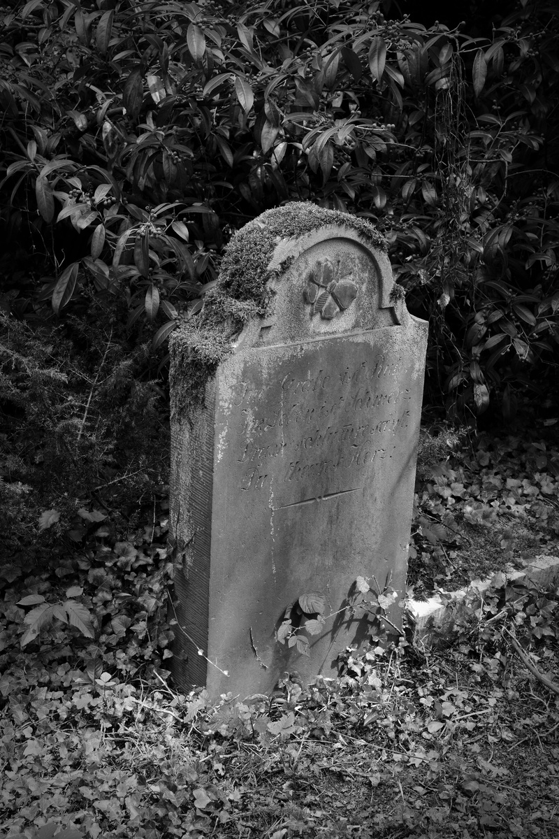 growth, messy, cross, no people, old grave stones, 5K, plant, leave, gods acre, cemetery, day, abandoned, stone, field, tombstone, nature, land, emotion