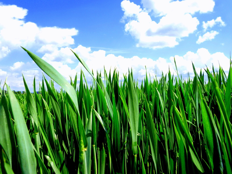 grass, freshness, plant, sky, agriculture, growth, Brasov, Romania, in the Morning, cloud - Sky, green Color, Blue  Grass, Wheat, Thanks, blue, field, springtime