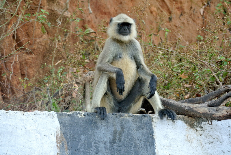care, full length, 4K, nature, grey, animal wildlife, wildlife, animals In The Wild, wild, gray langur, primate, tree, jungle, day, asia, one animal, vertebrate