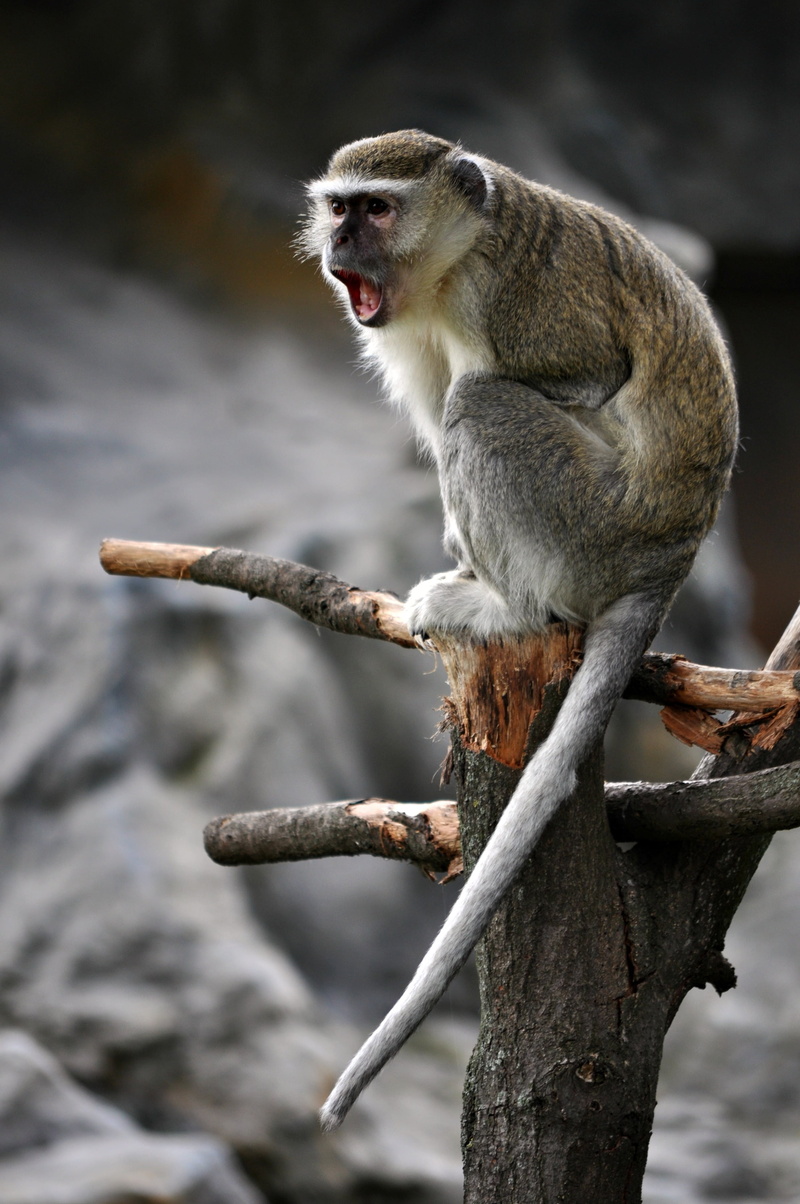 sitting, focus on foreground, mammal, outdoors, zoo, wildlife, animal wildlife, macaque, fauna, 2K, brown, nature, pet, full length, animal themes, one animal