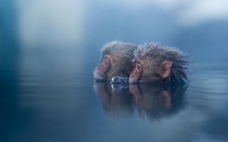 1080P, mammals, animals, monkey