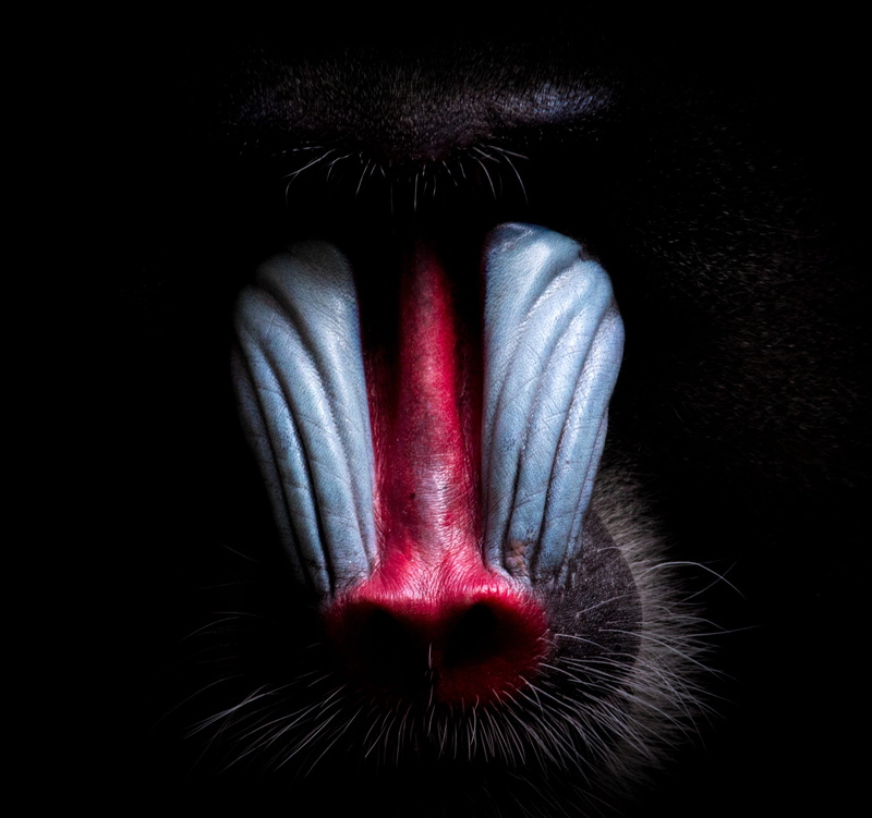 2K, males, animal world, leisure activity, human body part, horror, body part, primate, real people, spooky, zoo, front view, one person, obscured face