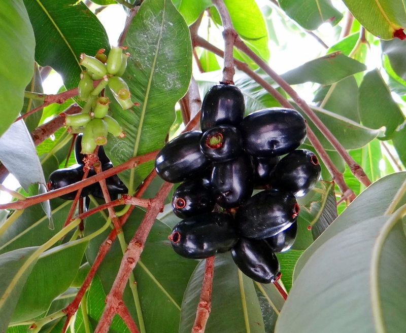fruits, plant part, no people, jamun, 1080P, growth, blackberry, berry fruit, food and drink, green color, leaf, india, healthy eating, tropical, day