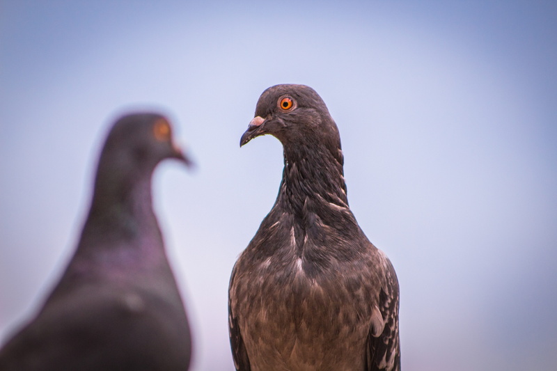 couple, cloud, fly, animal, blue, day, 5K, portrait, bird, dom, vertebrate, animal body part, close-up, nature, no people, holy, spiritual, peaceful, wing