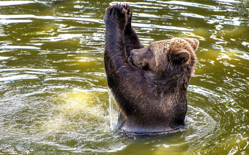 one animal, river, swimming, ripples, bear, animal themes, animal, animals, day, animal wildlife, nature, outdoors, mammal, wet, bears, water, no people