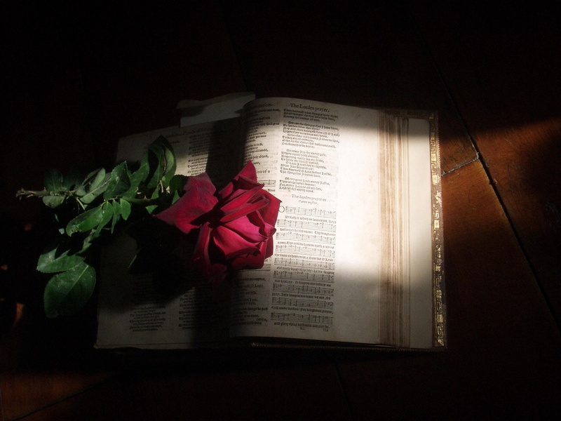 high angle view, curtain, flower, dark, flower head, victor, 1080P, nature, publication, open, christian, Church, indoors, rose, salvation, rose - flower