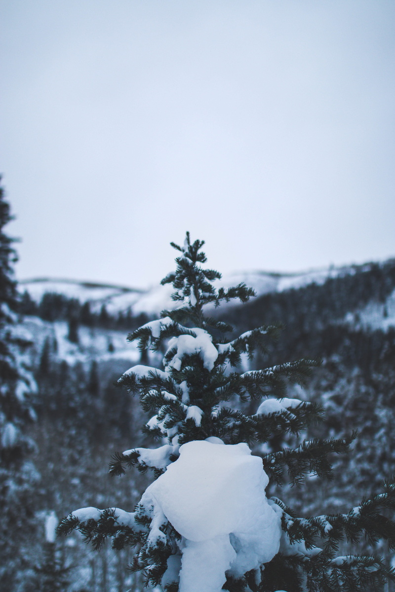 sky, folk, day, livefolk, land, beauty in nature, nature, utah, 35mm, cold temperature, snowy, tree, passionpassport, 5K, pine tree, liveauthentic, instagood