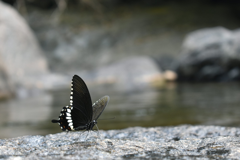 naturephotography, animal wildlife, instagood, mountain, rock, selective focus, close-up, outdoors, photography, wings, one animal, no people, nature, snaps
